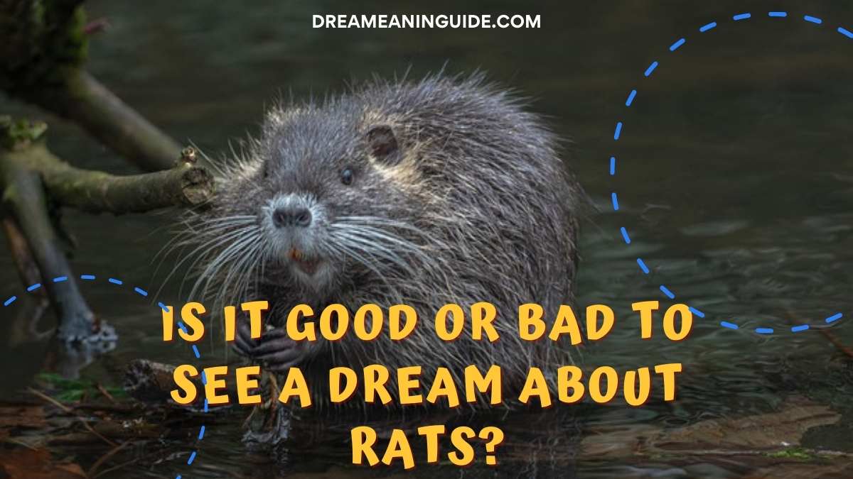 Is it Good or Bad to see a Dream about Rats