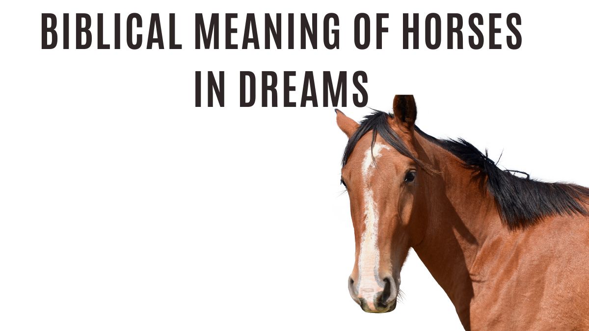 Biblical Meaning of Horses in Dreams