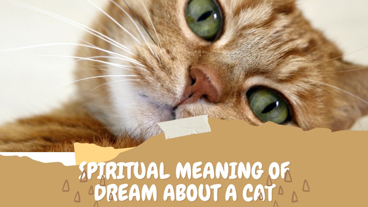 Spiritual Meaning of Dream about a Cat
