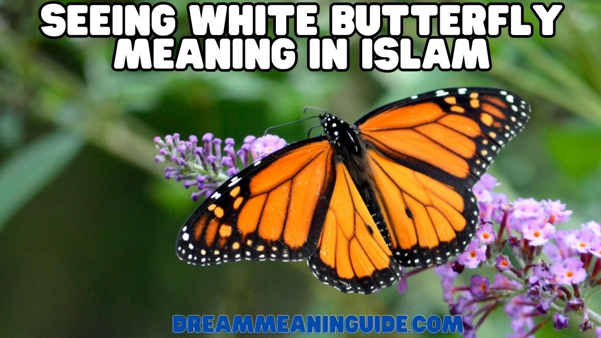Seeing White Butterfly Meaning in Islam