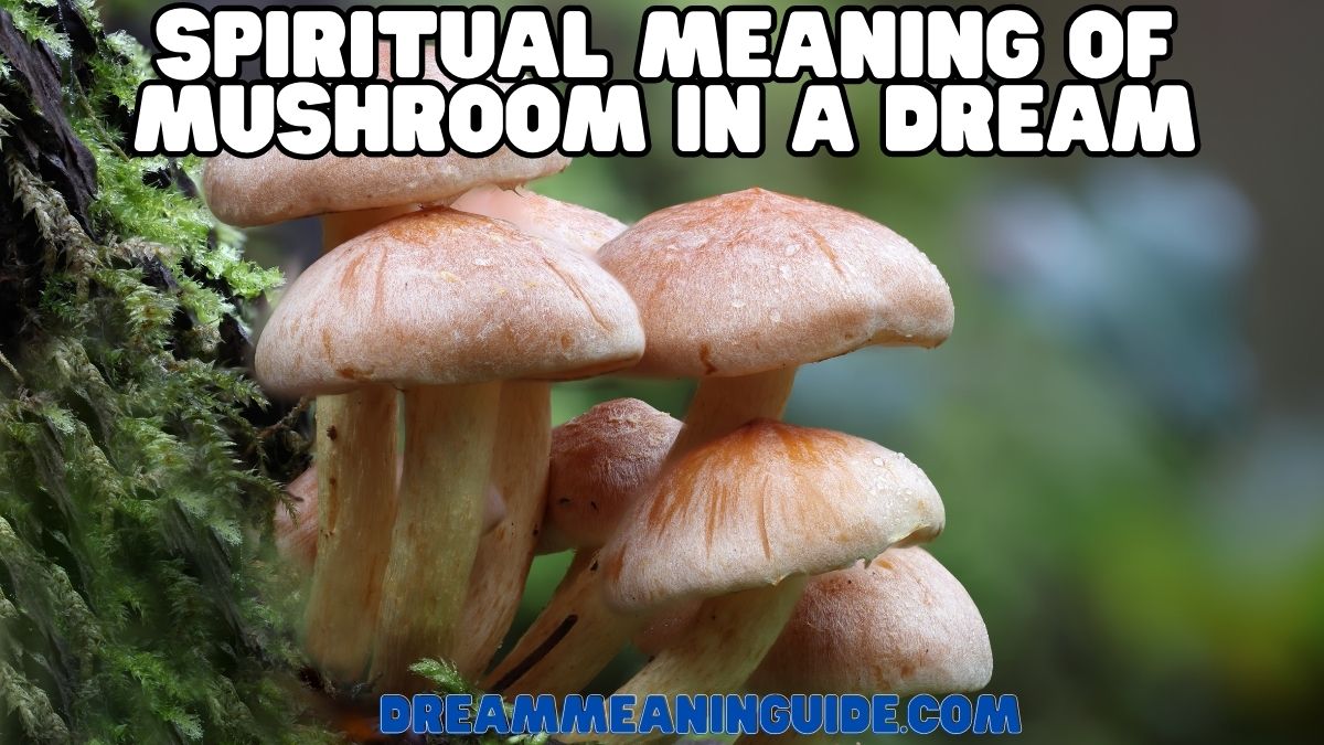 Spiritual Meaning of Mushroom in a Dream