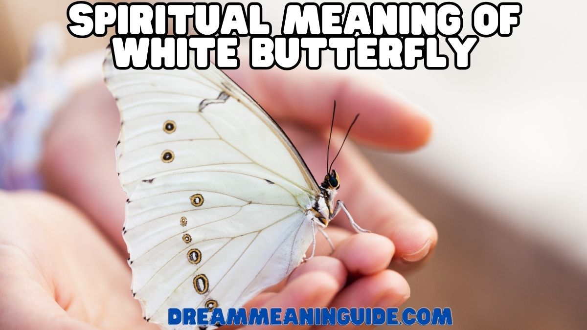 Spiritual Meaning of White Butterfly