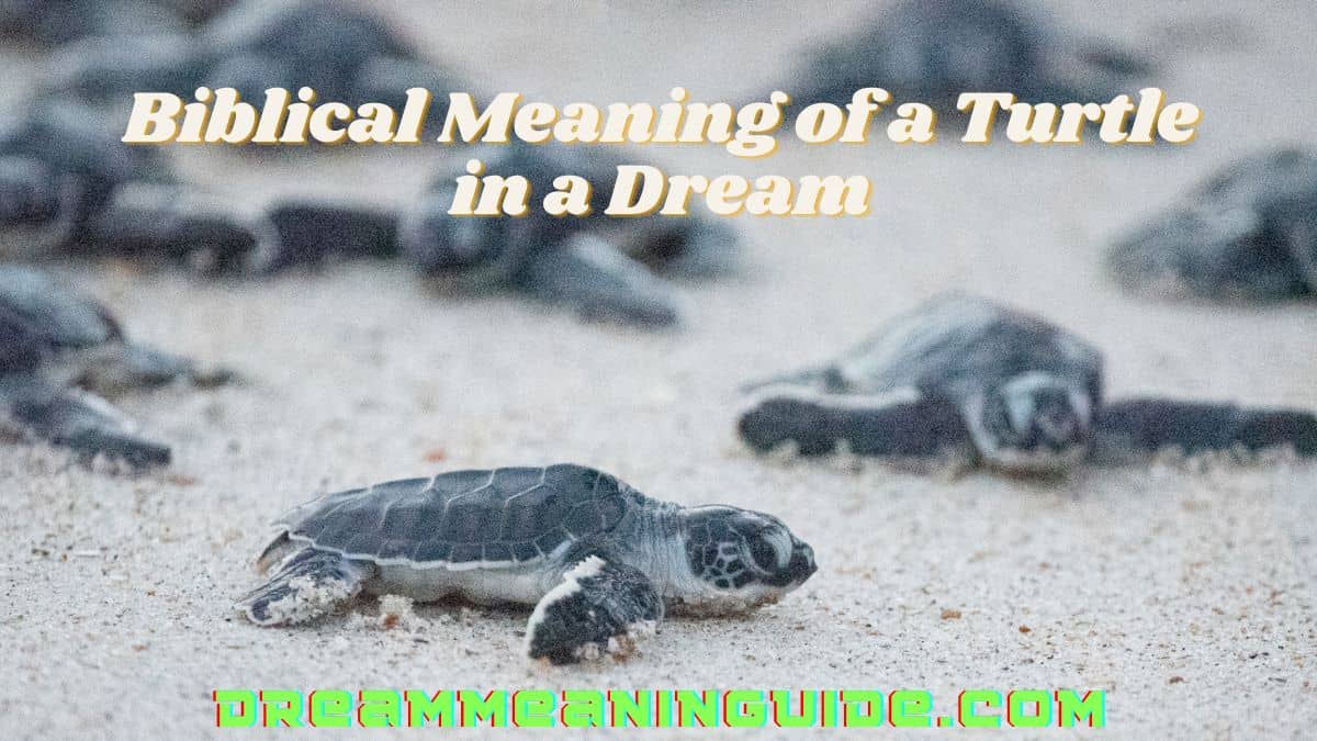 Biblical Meaning of a Turtle in a Dream