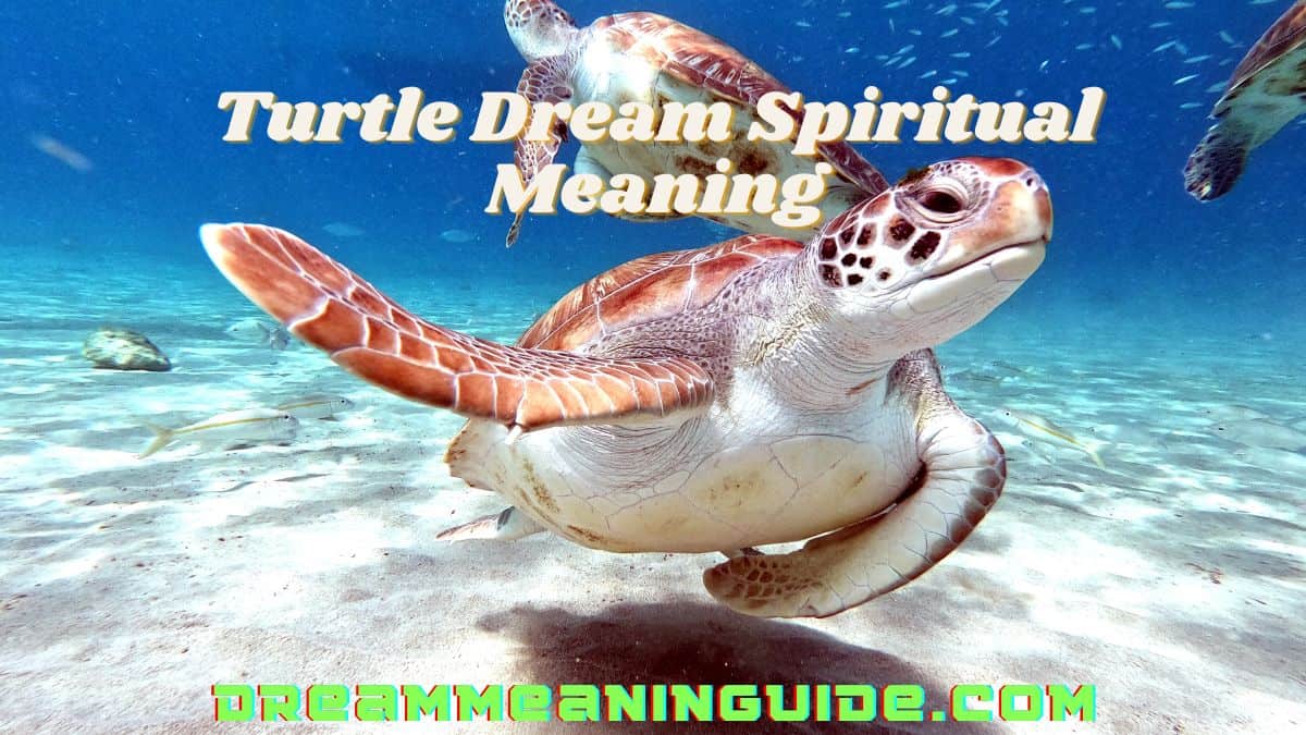 Turtle Dream Spiritual Meaning