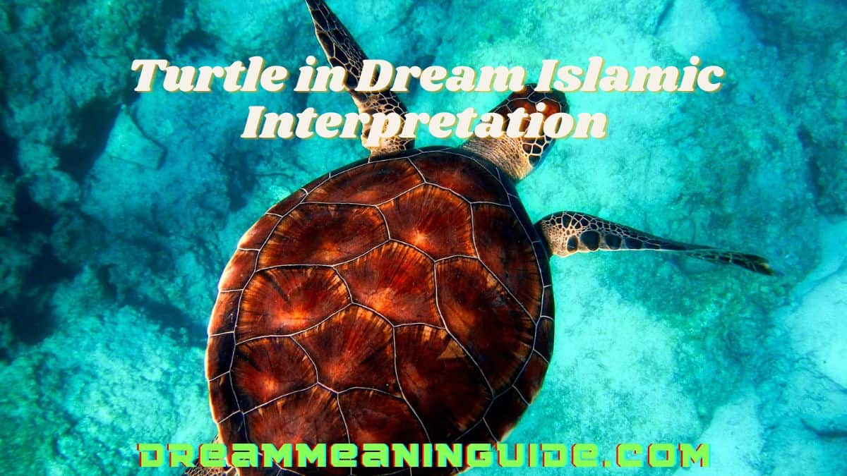 Turtle in Dream Islamic Interpretation