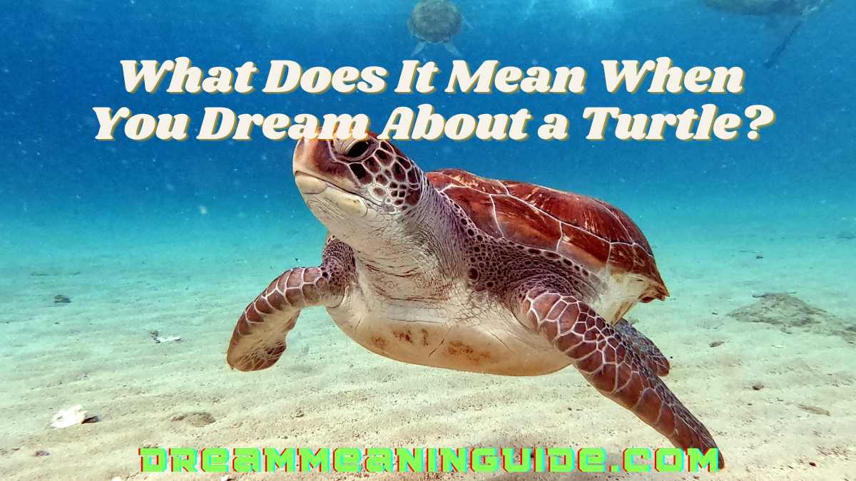 What Does It Mean When You Dream About a Turtle