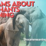 Dreams about Elephants Meaning