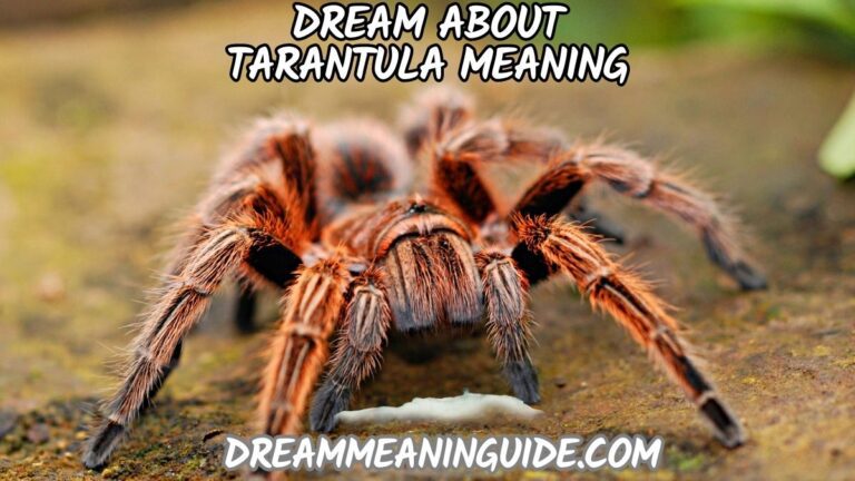 Dream About Tarantula